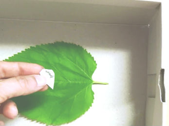 A mulberry leaf in a shoe box